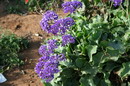زنبوری